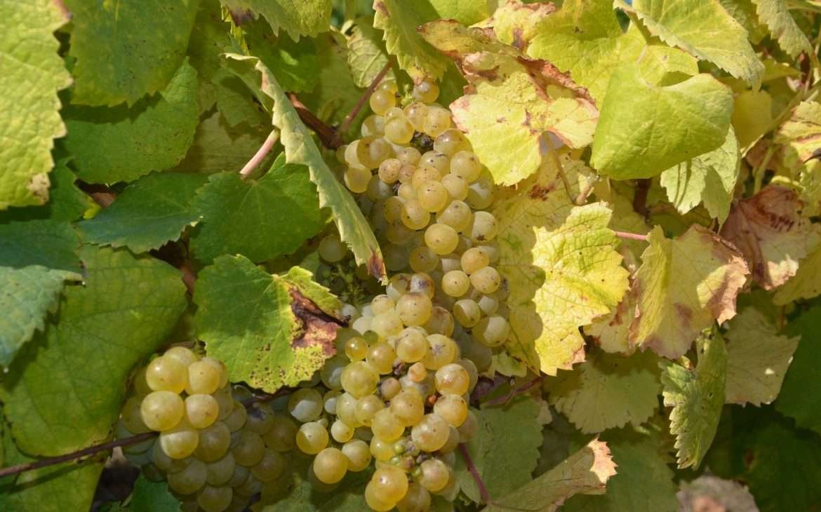 "Vignoble du Muscadet, Monni&egrave;res" (CC BY 2.0) by Objectif Nantes