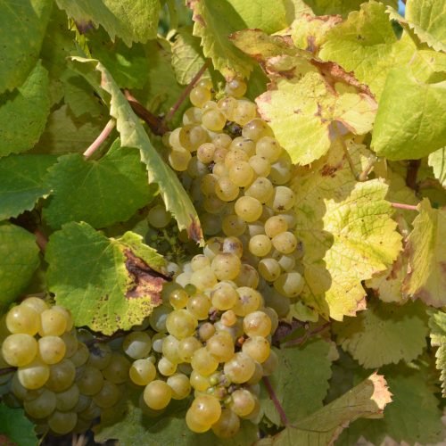 Melon De Bourgogne (Muscadet)