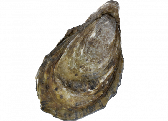 Oyster