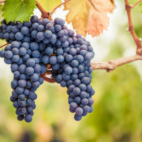 Pinot Noir: The Heartbreak Grape That Keeps Us Coming Back