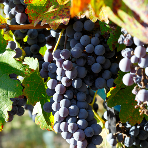 Cabernet Sauvignon