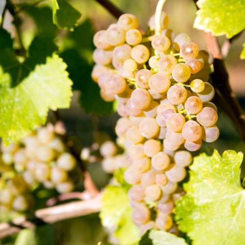 Viognier