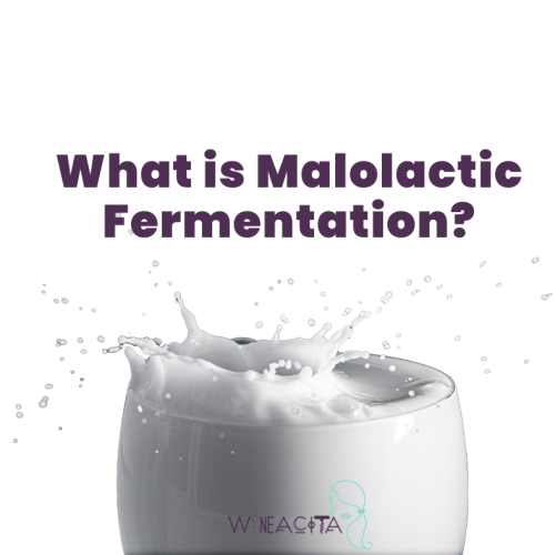 Malolactic Fermentation: Wine Term Explained