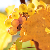 Riesling Wine Grapes near Rheingau, Germany