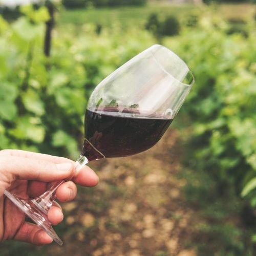Understanding Red Wine: A Guide To Varieties, Tastes, and Pairings