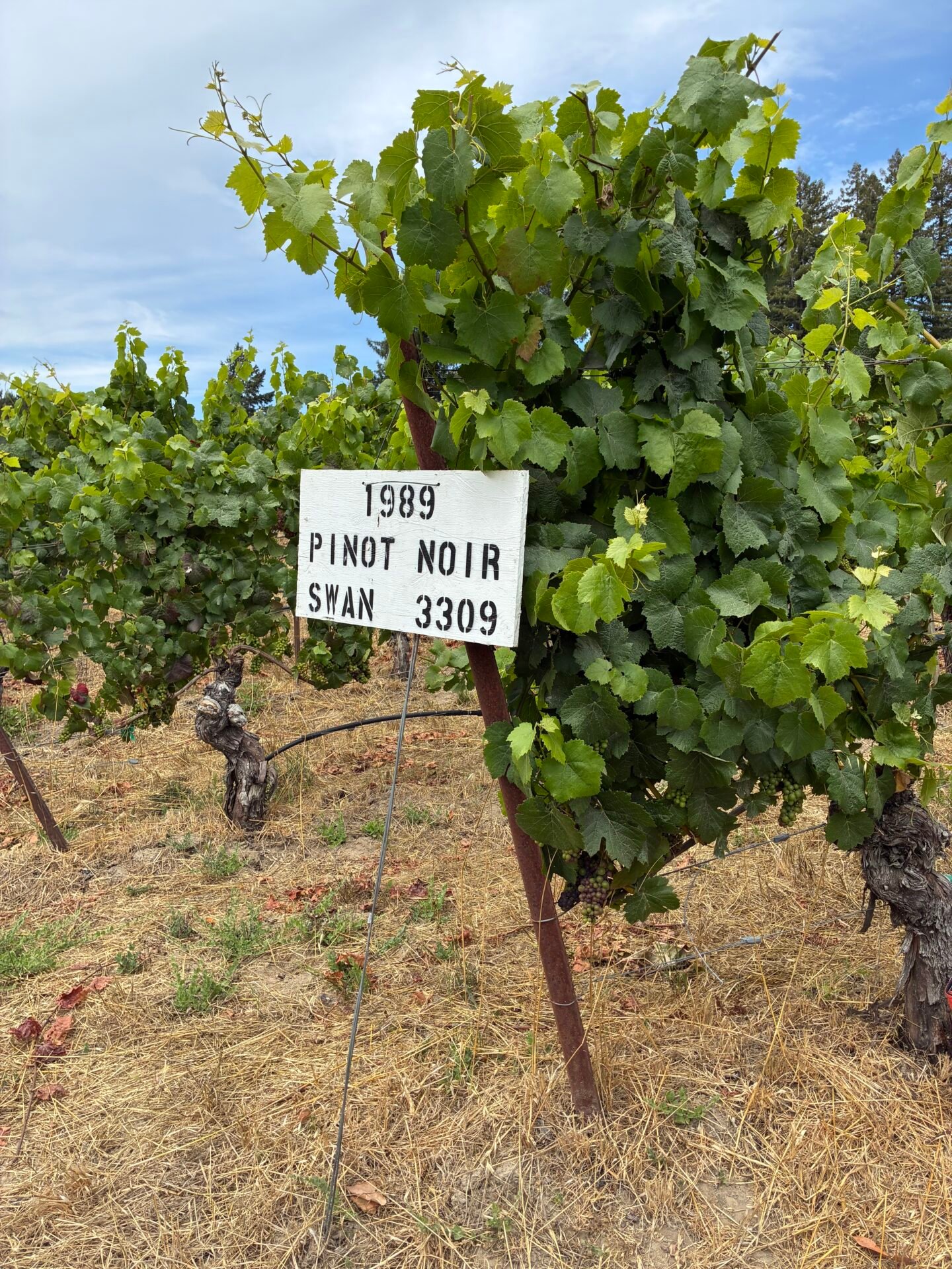 Pinot Noir vineyard at Miramar Estate