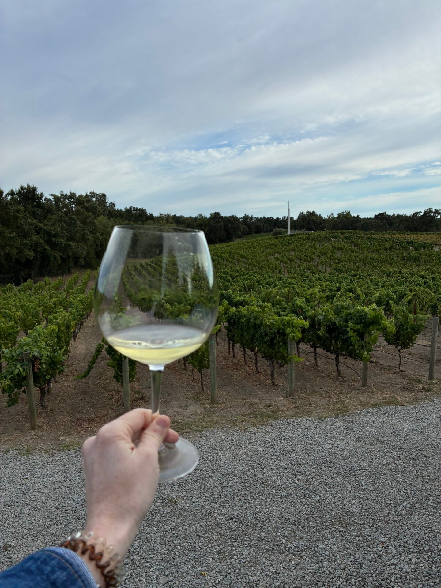 Vineyard at Bricoleur Winery