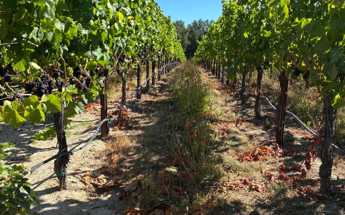 Russian River Valley Vineyard at Martin Ray Winery