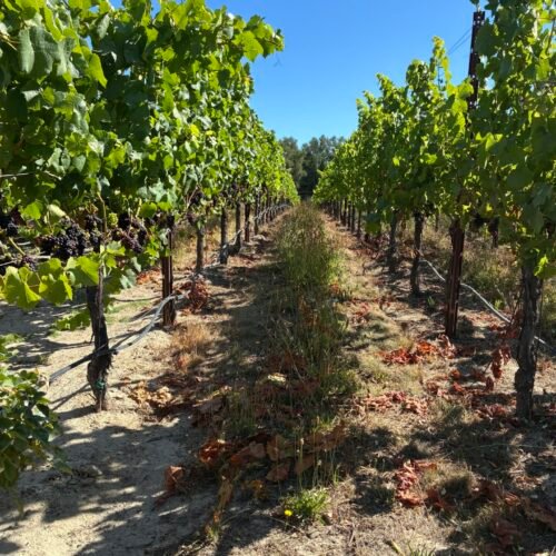 Why the Best Winemakers Think Like Farmers
