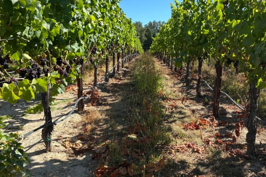 Why the Best Winemakers Think Like Farmers